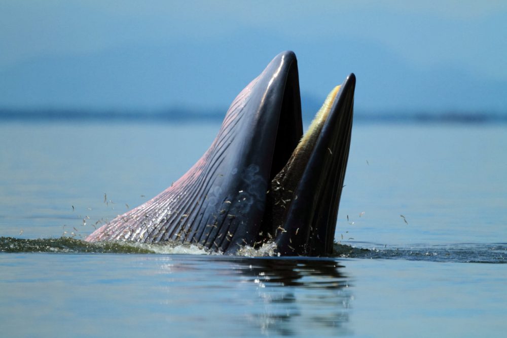 Behaviour , Bryde's Whale eat anchovy fishes under the wave , Phetchaburi province , gulf of Thailand