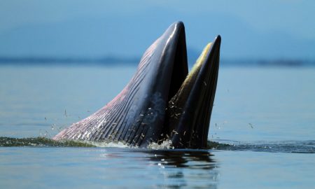 Behaviour , Bryde's Whale eat anchovy fishes under the wave , Phetchaburi province , gulf of Thailand