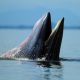 Behaviour , Bryde's Whale eat anchovy fishes under the wave , Phetchaburi province , gulf of Thailand