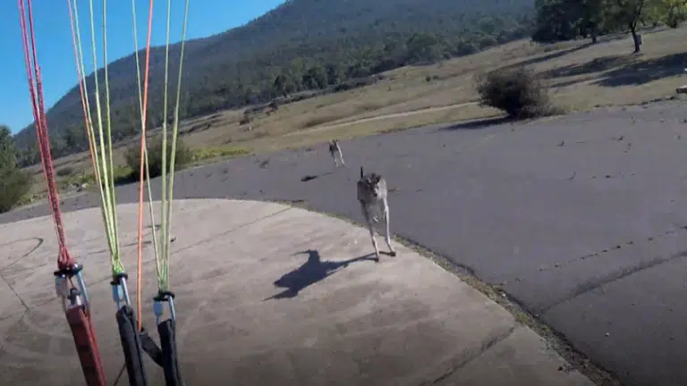 Watch This Kangaroo Patiently Wait For Paraglider To Land So He Can Attack Him (VIDEO)