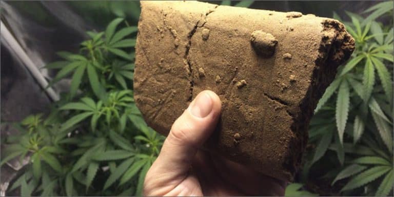 Study Finds That Almost All Hash Sold On The Street Contains Faecal Bacteria
