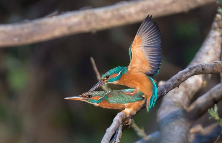 A Photographer Waited Four Years To Get This Picture Of Kingfishers Shagging