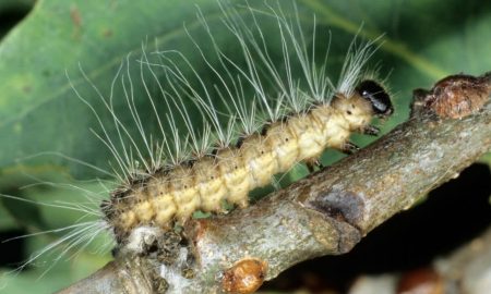 Oak Processionary Caterpillars