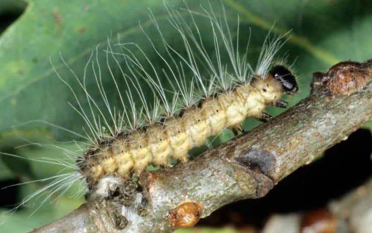 Oak Processionary Caterpillars