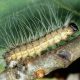 Oak Processionary Caterpillars