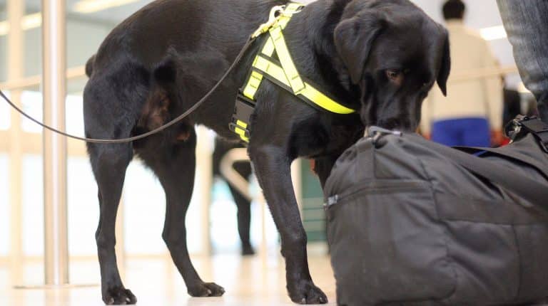 Manchester Airport Spends £1,250,000 On Sniffer Dogs; They End Up Finding Sausages