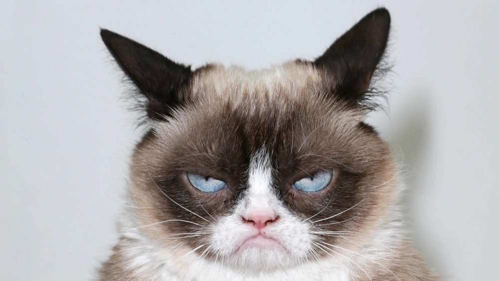 Grumpy Cat