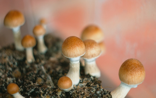 Magic Mushrooms. Psilocybin Cubensis. Home mushroom cultivation