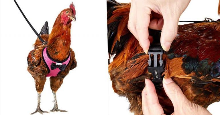 You Can Now Get A Harness For Your Chicken To Safely Cross The Road