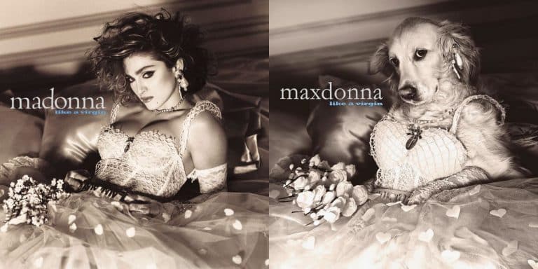 Someone Has Recreated A Bunch Of Madonna’s Iconic Album Covers With A Dog