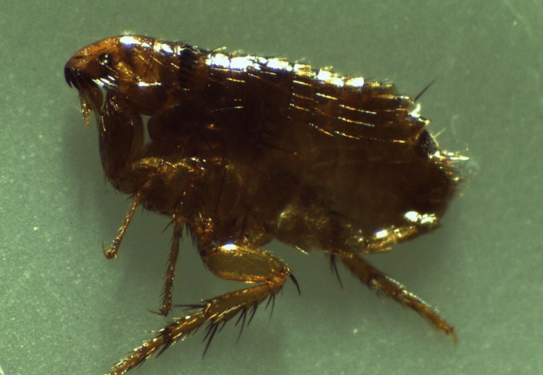 Mutant Fleas With Huge Dicks Are Swarming To The UK