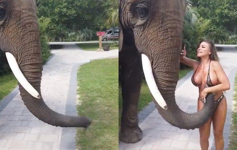 Instagram Model Gets Ruthlessly Molested By Elephant On Safari (NSFW VIDEO)
