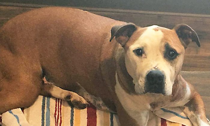 Stray Pit Bull Who Got Stabbed 5 Times Saving Woman From