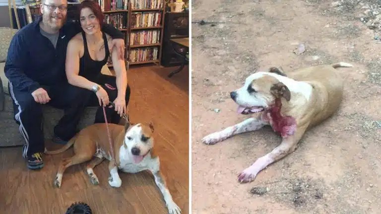 Stray Pit Bull Who Got Stabbed 5 Times Saving Woman From Knife Attack Is Adopted