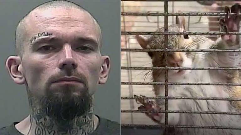 Alabama Man Keeps An ‘Attack Squirrel’ Caged Up And High On Meth