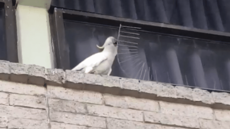 A Cockatoo Removed All The Anti Nesting Spikes On A Shopping Centre (VIDEO)