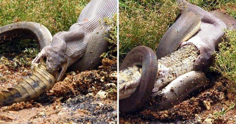 Check Out This Python Casually Eating A Crocodile Whole