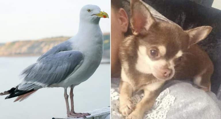 A Seagull Snatched A Chihuahua From Its Owner’s Garden