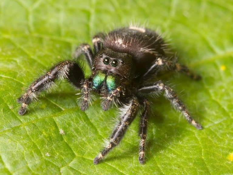 Brits Are Being Warned About Venomous Green Fanged Vampire Spiders