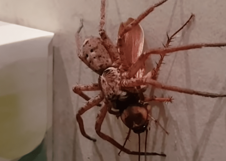 Check Out This Video Of A Spider And A Cockroach Fighting In A Bathroom