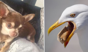 seagull dog