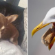 seagull dog