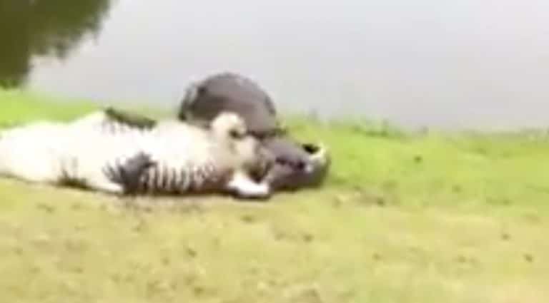 Watch Two Alligators Kick The Crap Out Of Each Other On A Golf Course