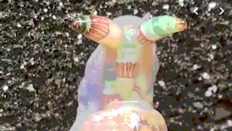 This Video Of A Zombie Snail Is Completely And Utterly Terrifying