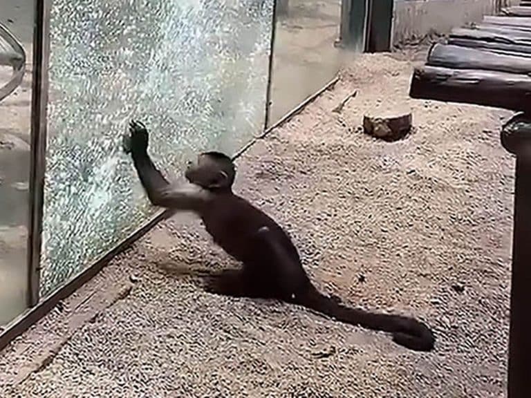 Watch This Monkey Sharpen A Rock And Smash A Zoo Enclosure Window