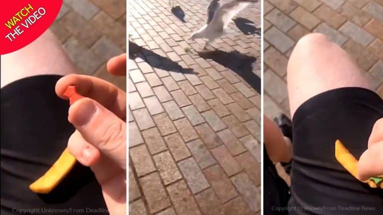 A Man Has Appeared To Spike A Seagull With An Ecstasy Tablet (VIDEO)