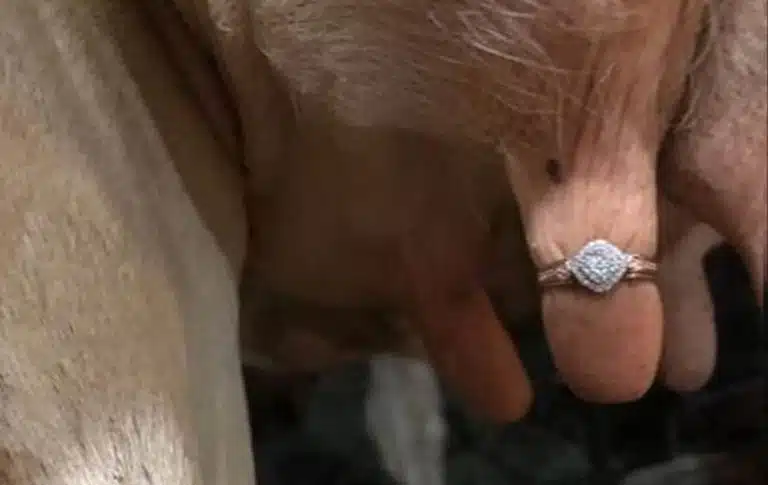 A Farmer Proposed To His Girlfriend Using A Cow’s Udder