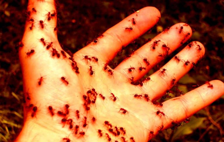 There Is  A Horde Of Zombie Ants Out There Coming To Kill You