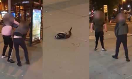 dead pigeon