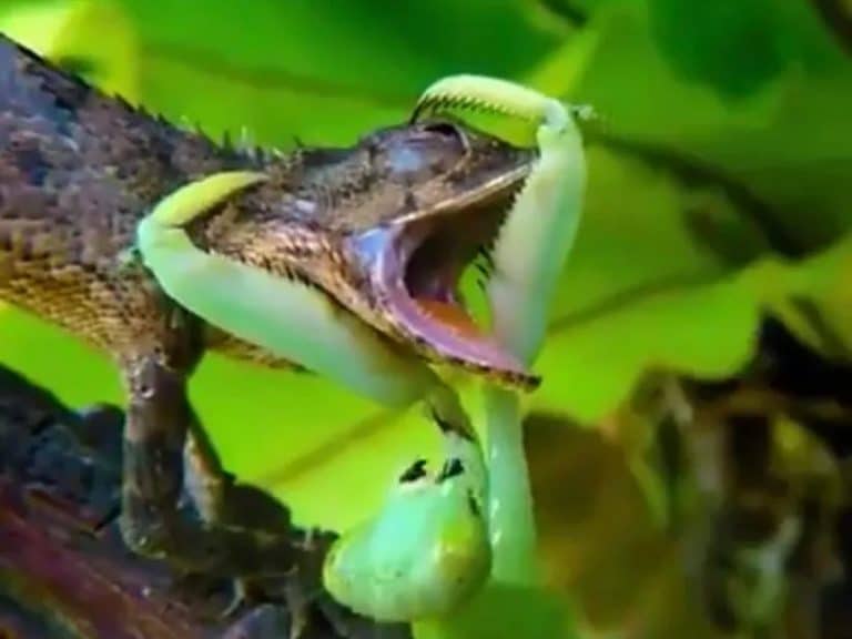 Unreal Video Of A Praying Mantis Murdering A Lizard In Cold Blood (NSFL)
