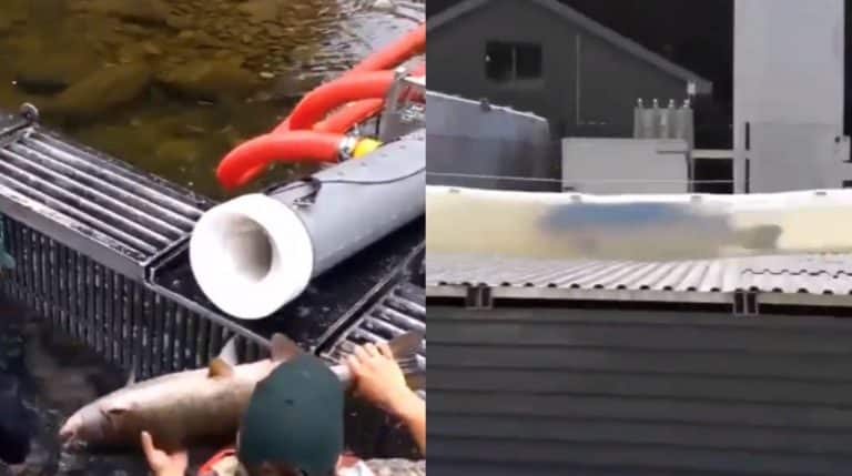 This Salmon Cannon Mario 64 Mash Up Is Absolute Gold