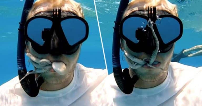 Watch This Octopus Crawl Inside A Diver’s Mouth And Crawl Around