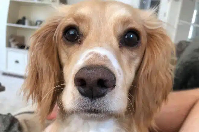 Dog Shot Dead After It Was Mistaken For A  Fox