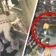 rubbish burglar