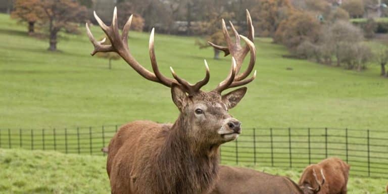A Hunter Thought He Had Killed A Deer But It Got Up And Gored Him To Death