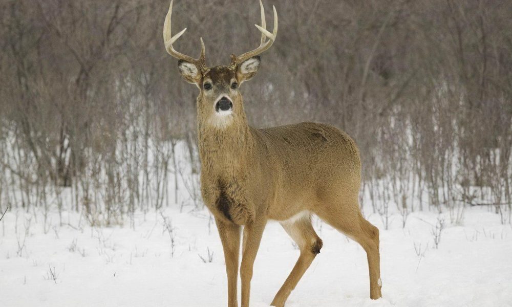 Why Is Deer Season