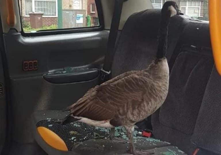 Police Called After Goose Smashes Through Taxi Window