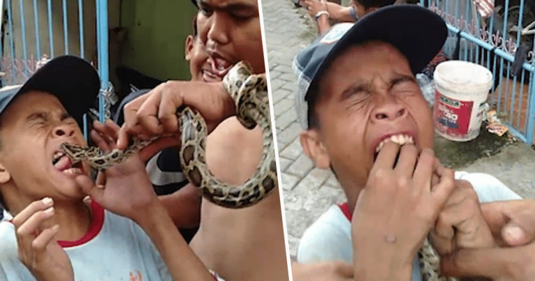 A Boy Taunted A Snake By Sticking His Tongue Out At It And Instantly Regretted It