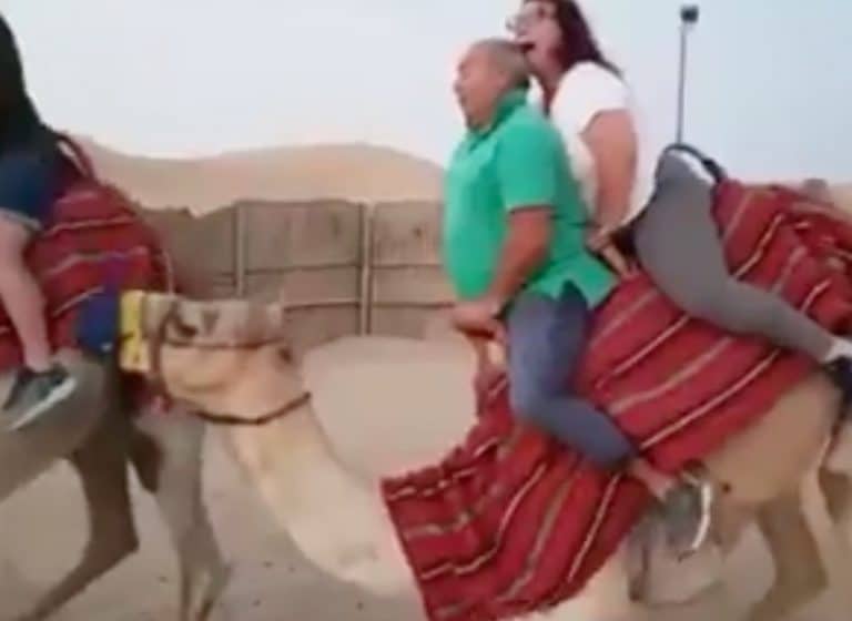 This Video Of A Camel Trying To Stand Up With Two Fatties Riding Him Is Absolutely Horrendous