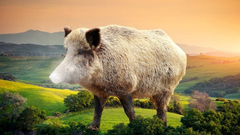 Feral Hogs Sniffed Out A $22,000 Stash Of Buried Cocaine And Snorted It All