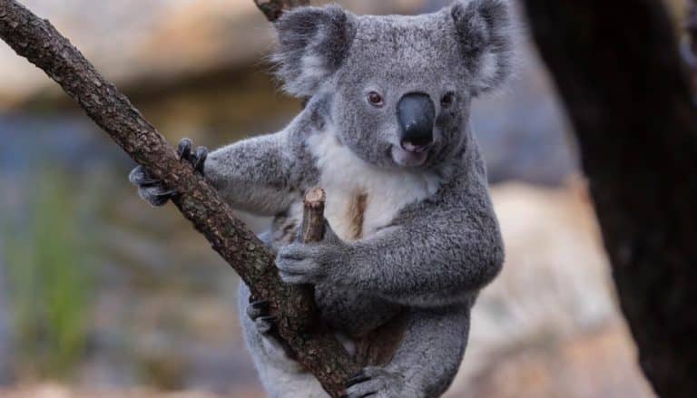 Koalas Have Been Declared ‘Functionally Extinct’ After Bush Fires Destroy 80% Of Habitat