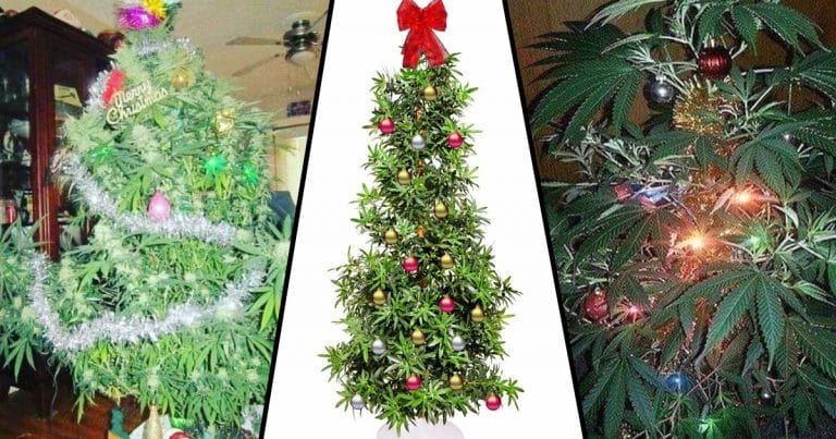 People Are Putting Up Weed Christmas Trees To Celebrate Christmas