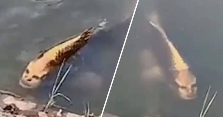 Terrifying Fish With ‘Human Face’ Spotted In A Lake In China (NSFL VIDEO)