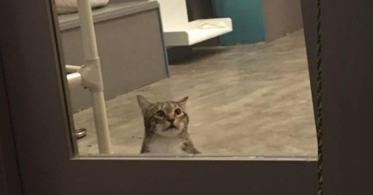 Rebel Cat Put In ‘Solitary Confinement’ For Continually Freeing Other Cats From Shelter