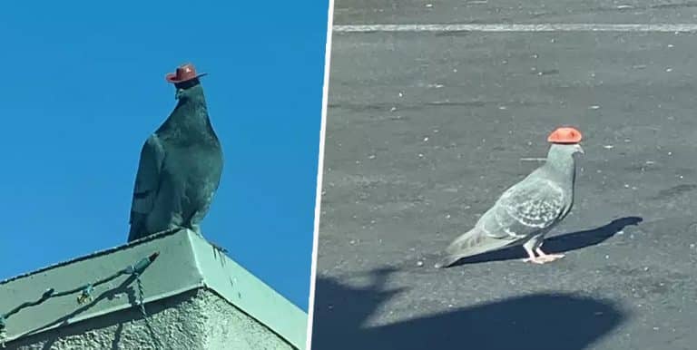 Someone Is Putting Tiny Cowboy Hats On Pigeons In Las Vegas