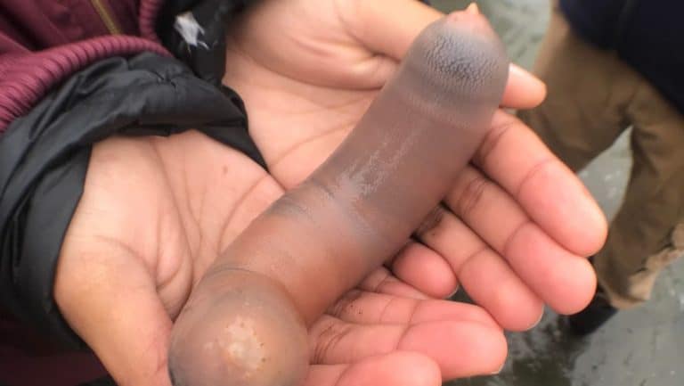 Thousands Of Penis Fish Have Invaded A Beach In California